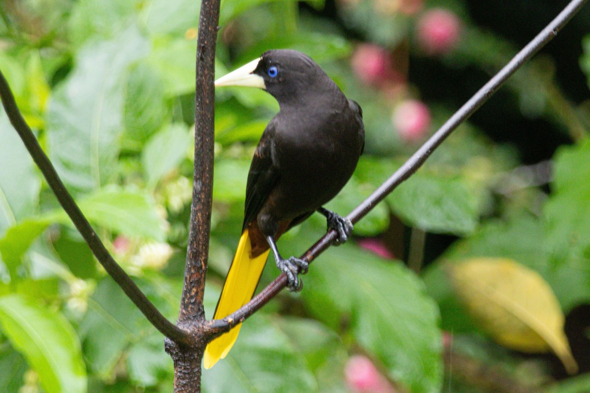 Crested Oropendola - ML646976120