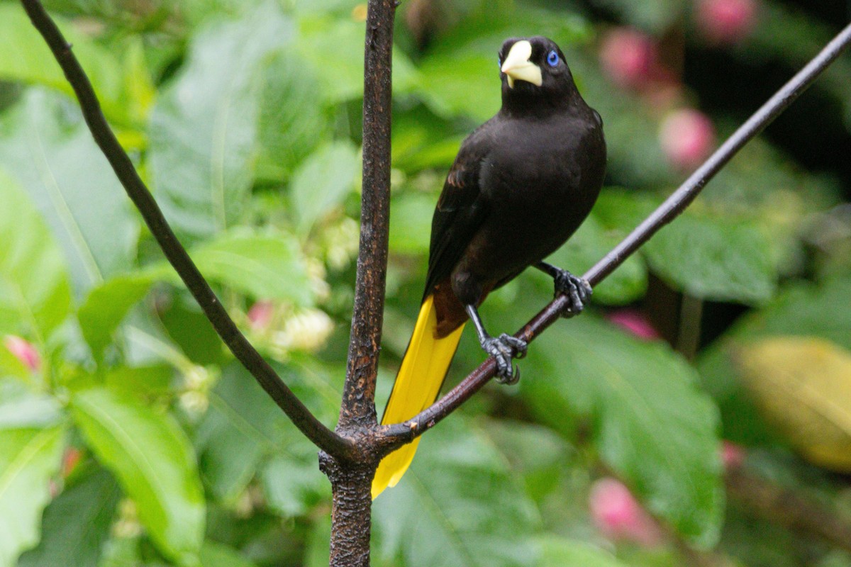 Crested Oropendola - ML646976122