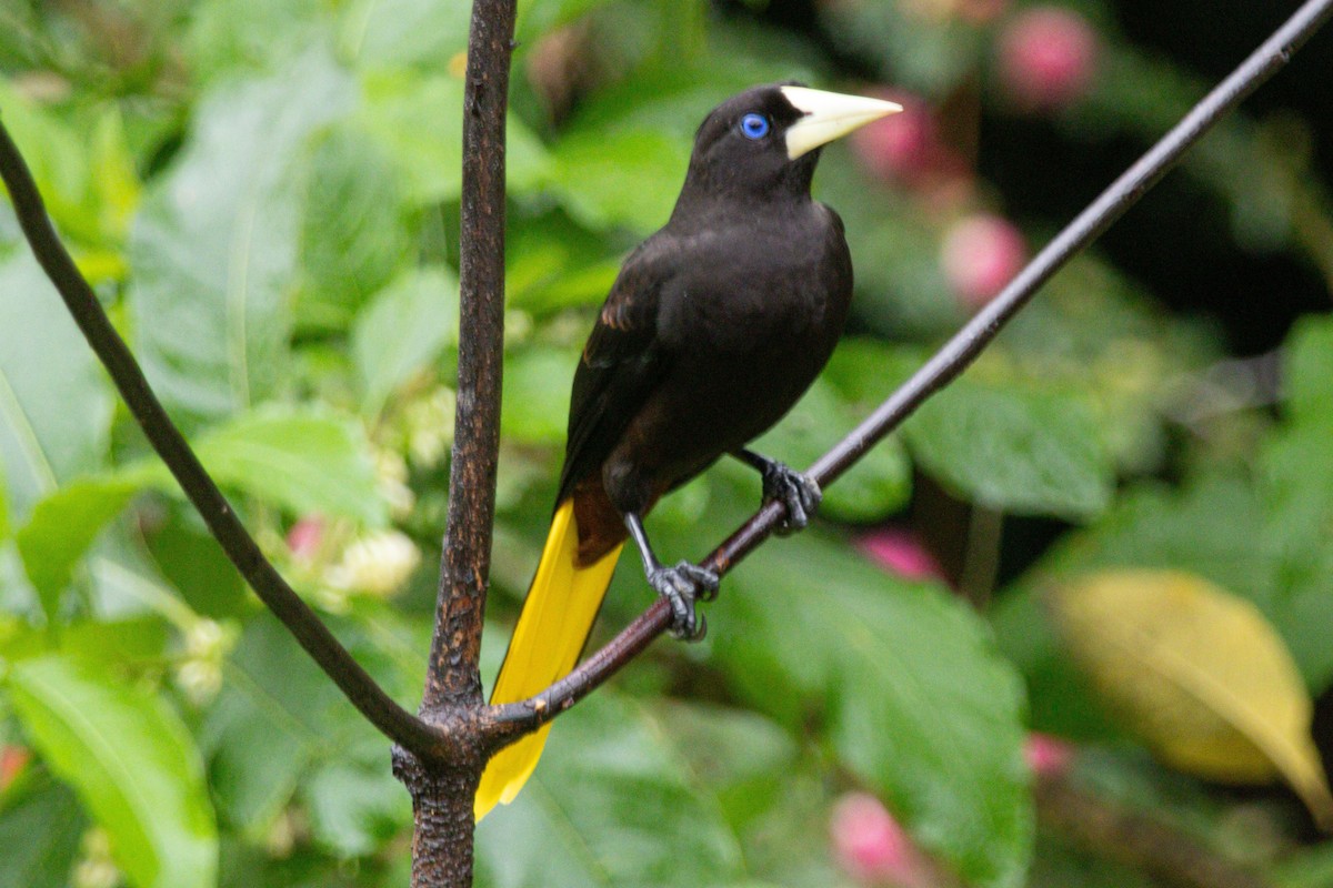 Crested Oropendola - ML646976123