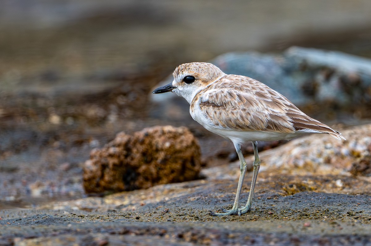 Malaysian Plover - ML646976124