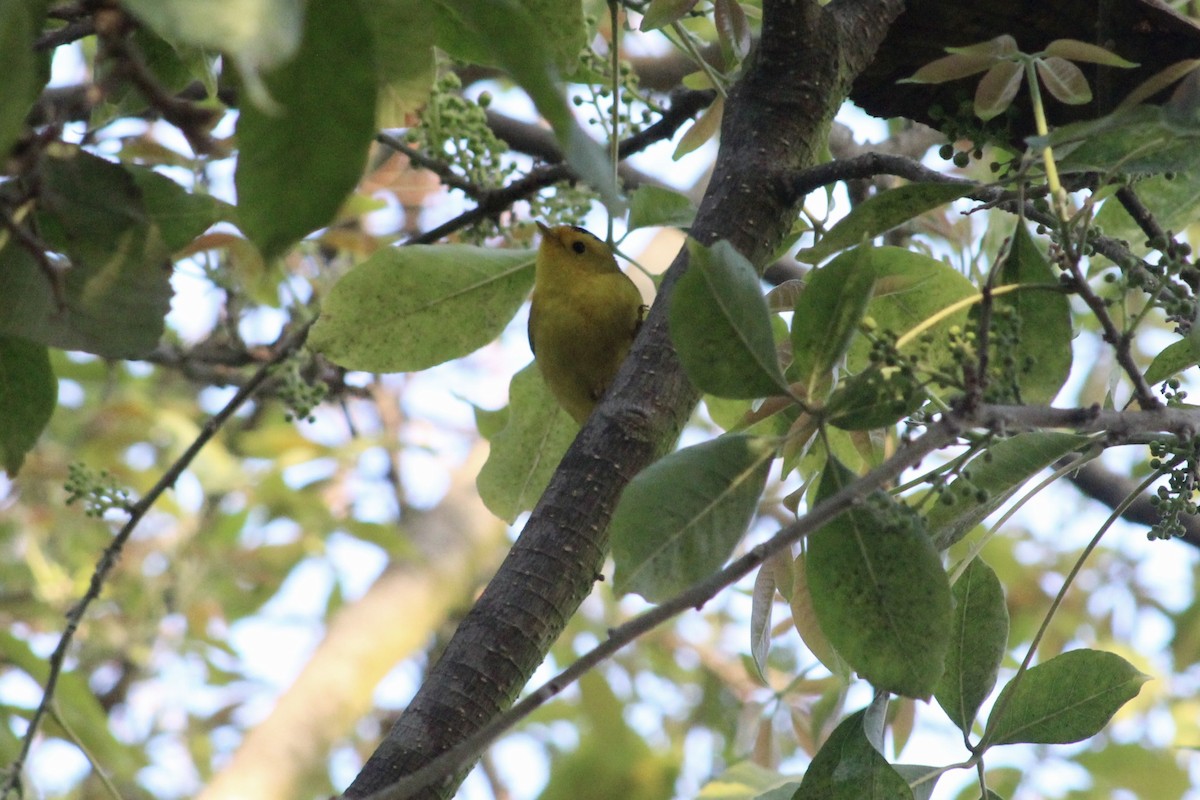 Wilson's Warbler - ML646976125