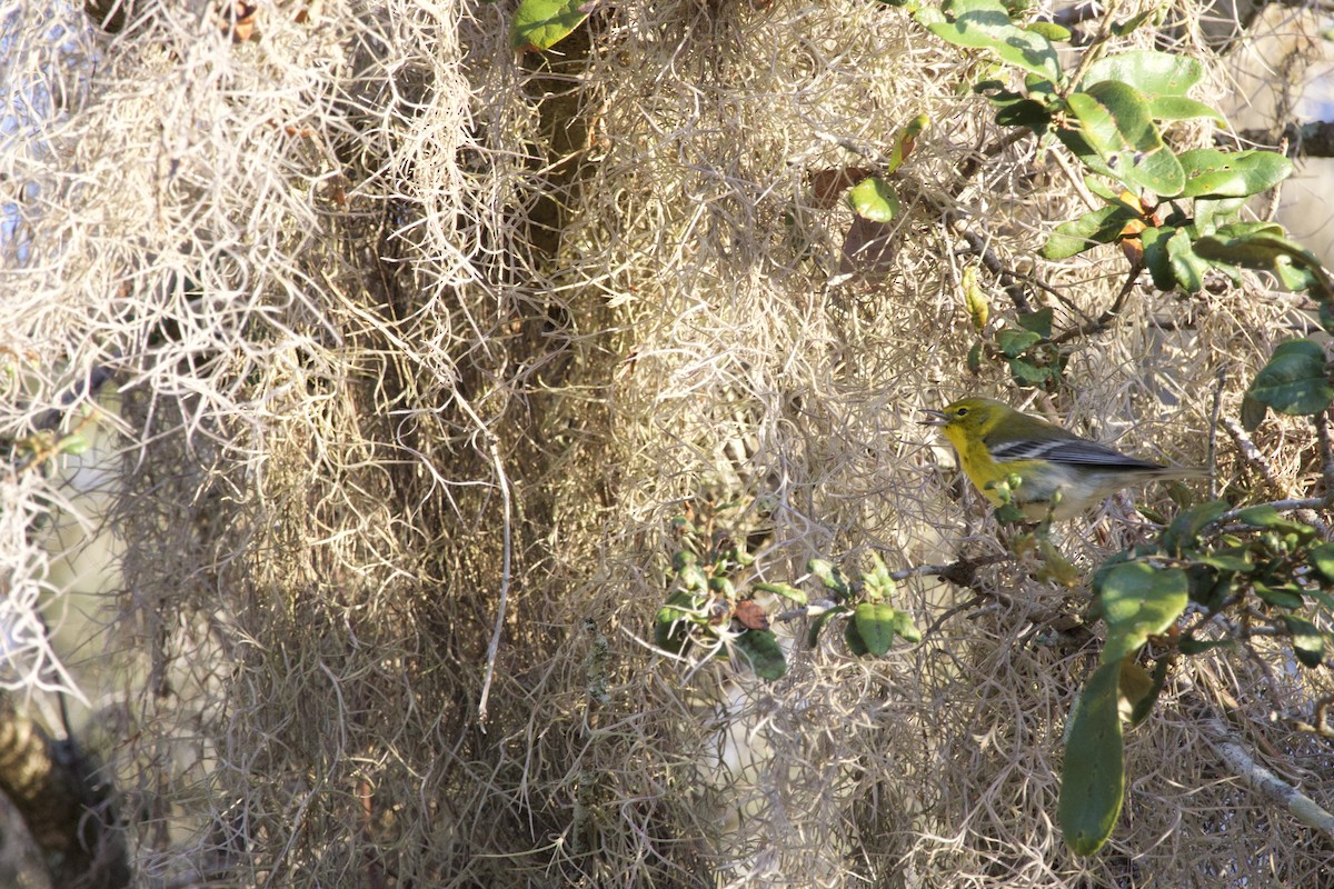 Çam Ötleğeni - ML646976126