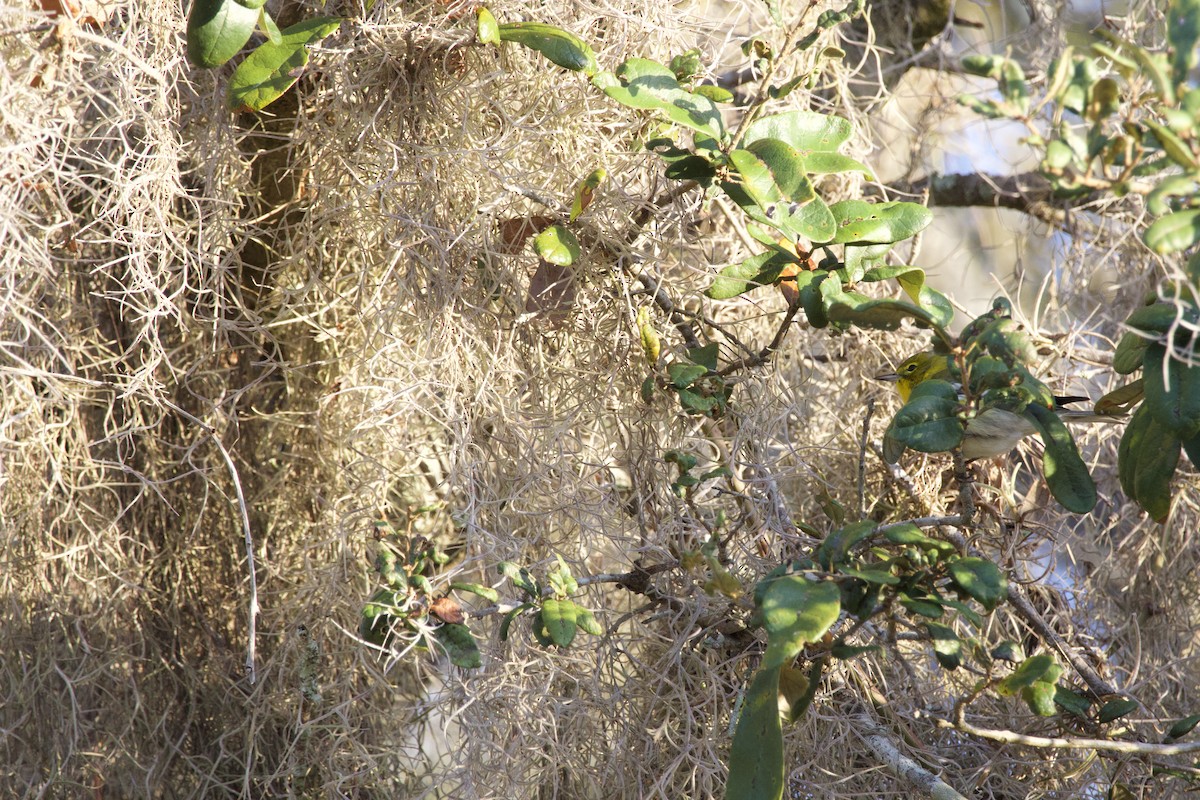 Çam Ötleğeni - ML646976128