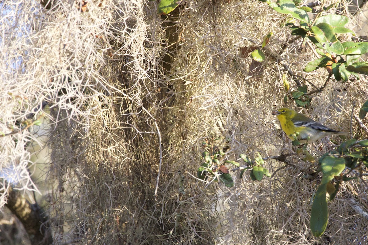 Çam Ötleğeni - ML646976130