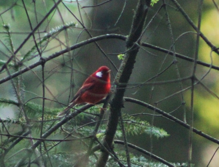 Red Warbler - ML646976133