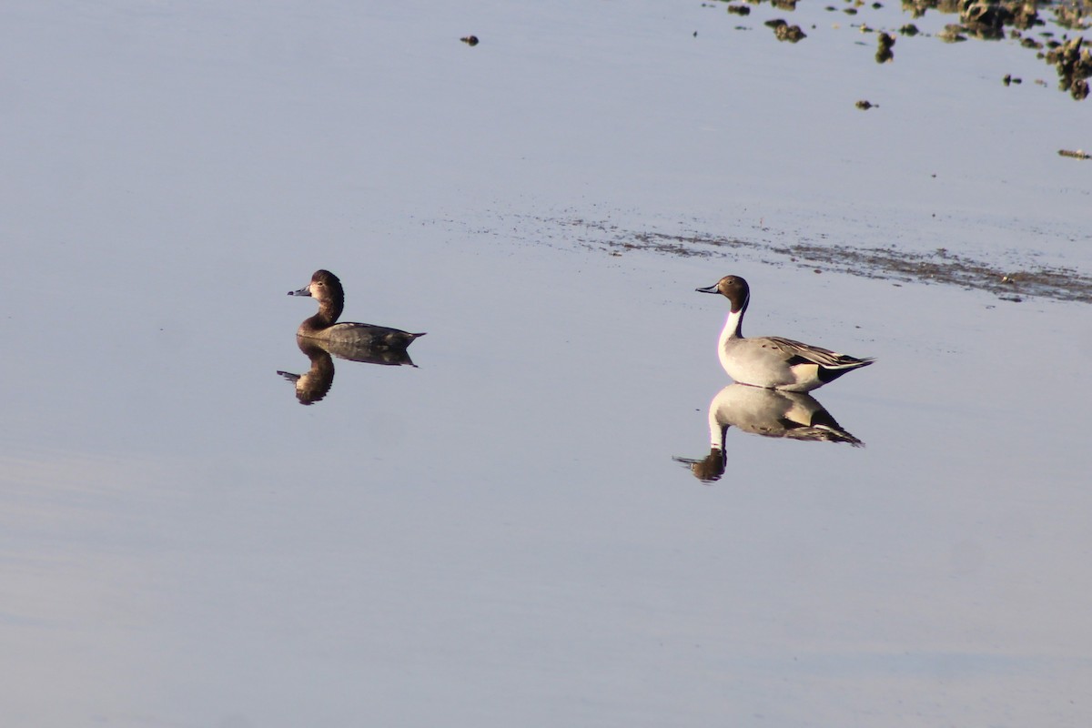 Spießente - ML646976134