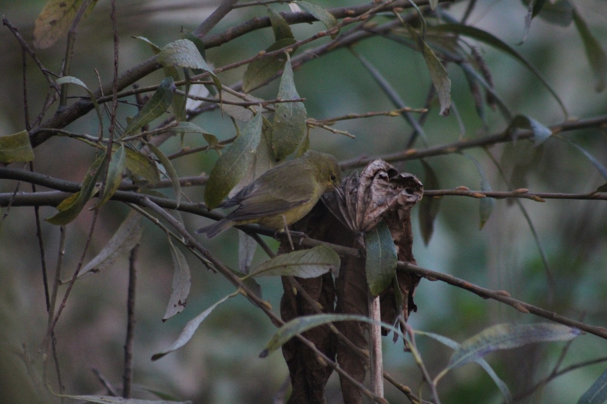 Orange-crowned Warbler - ML646976136