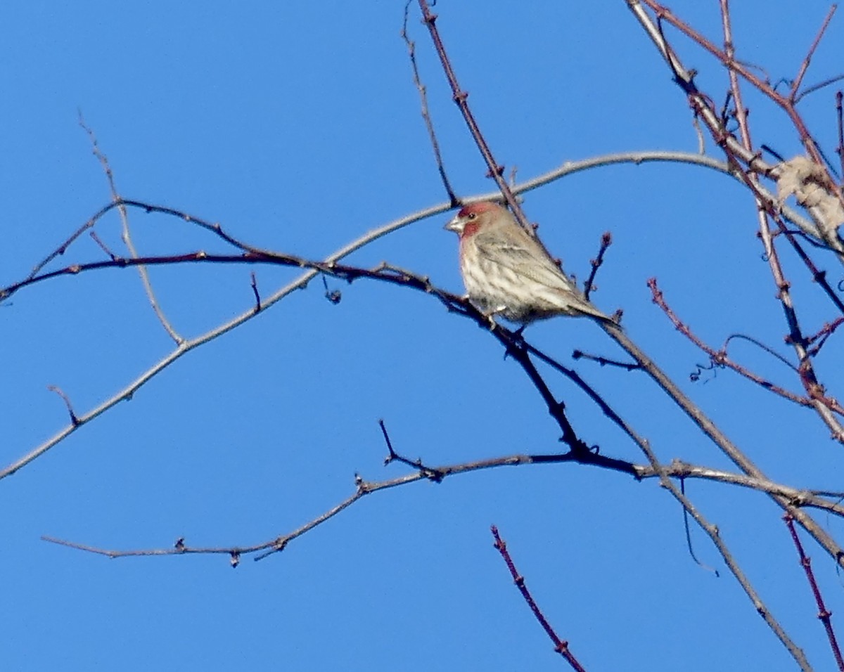 House Finch - ML646976137