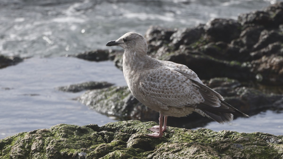 雑種 アメリカセグロカモメ ｘ ワシカモメ - ML646976145