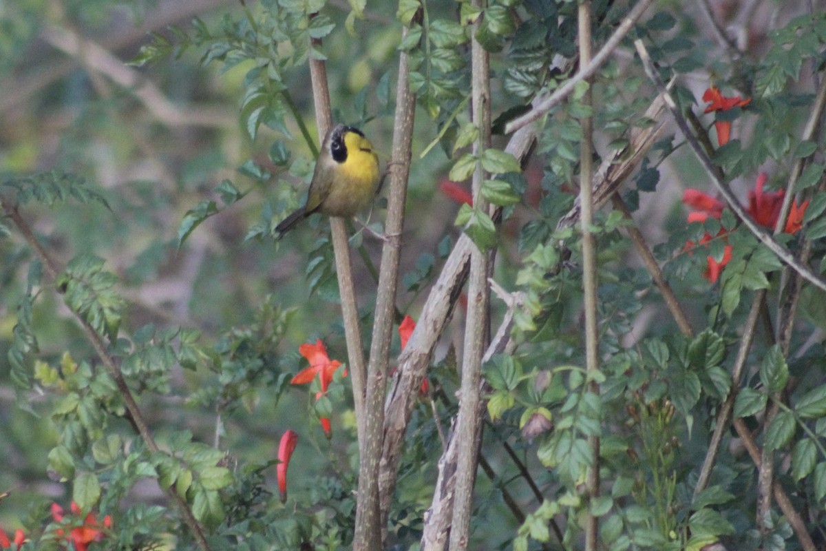 Common Yellowthroat - ML646976146