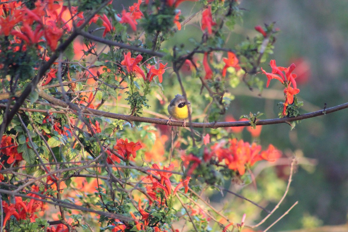Common Yellowthroat - ML646976148
