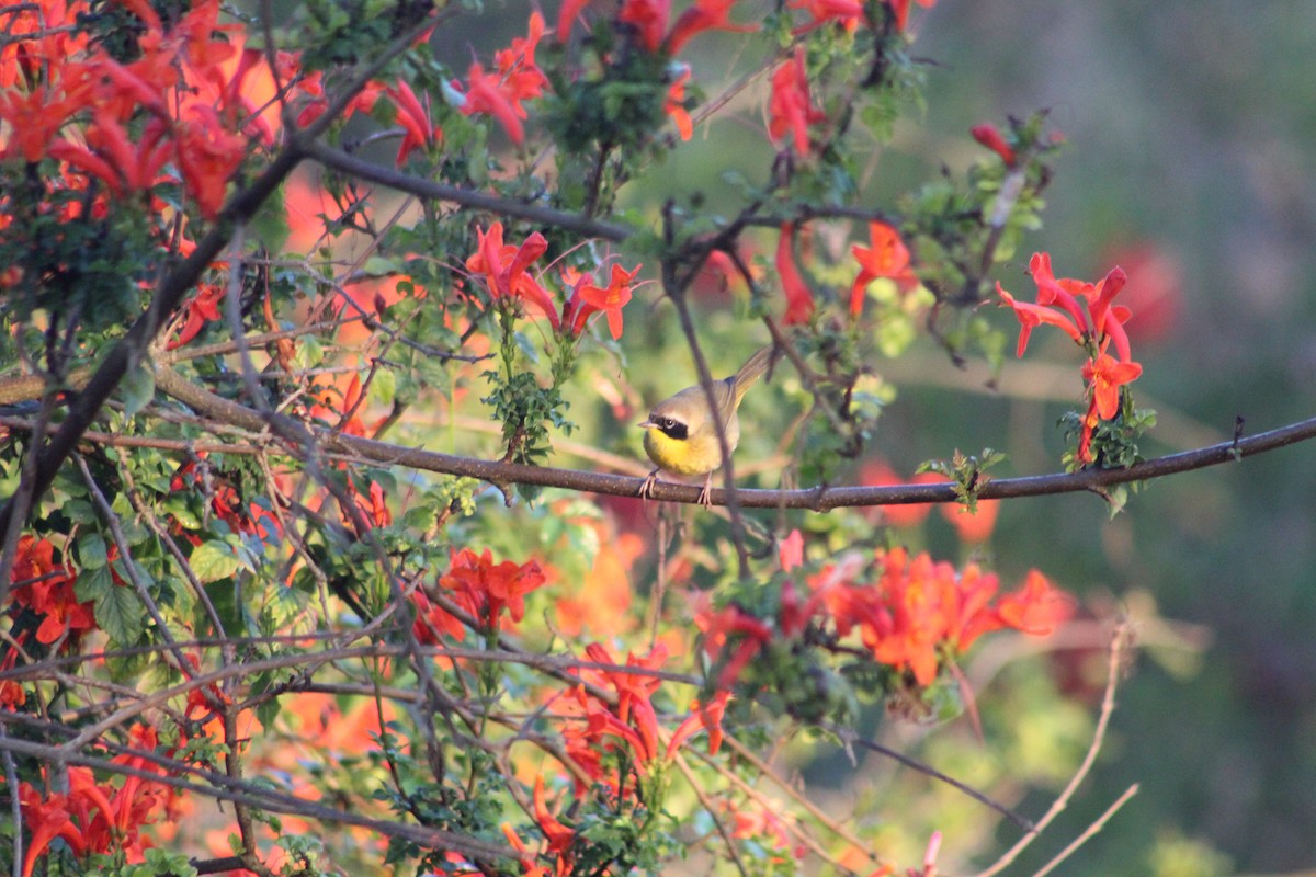 Common Yellowthroat - ML646976149