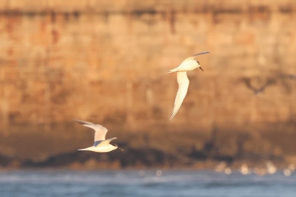 Txenada hankabeltza - ML646976154