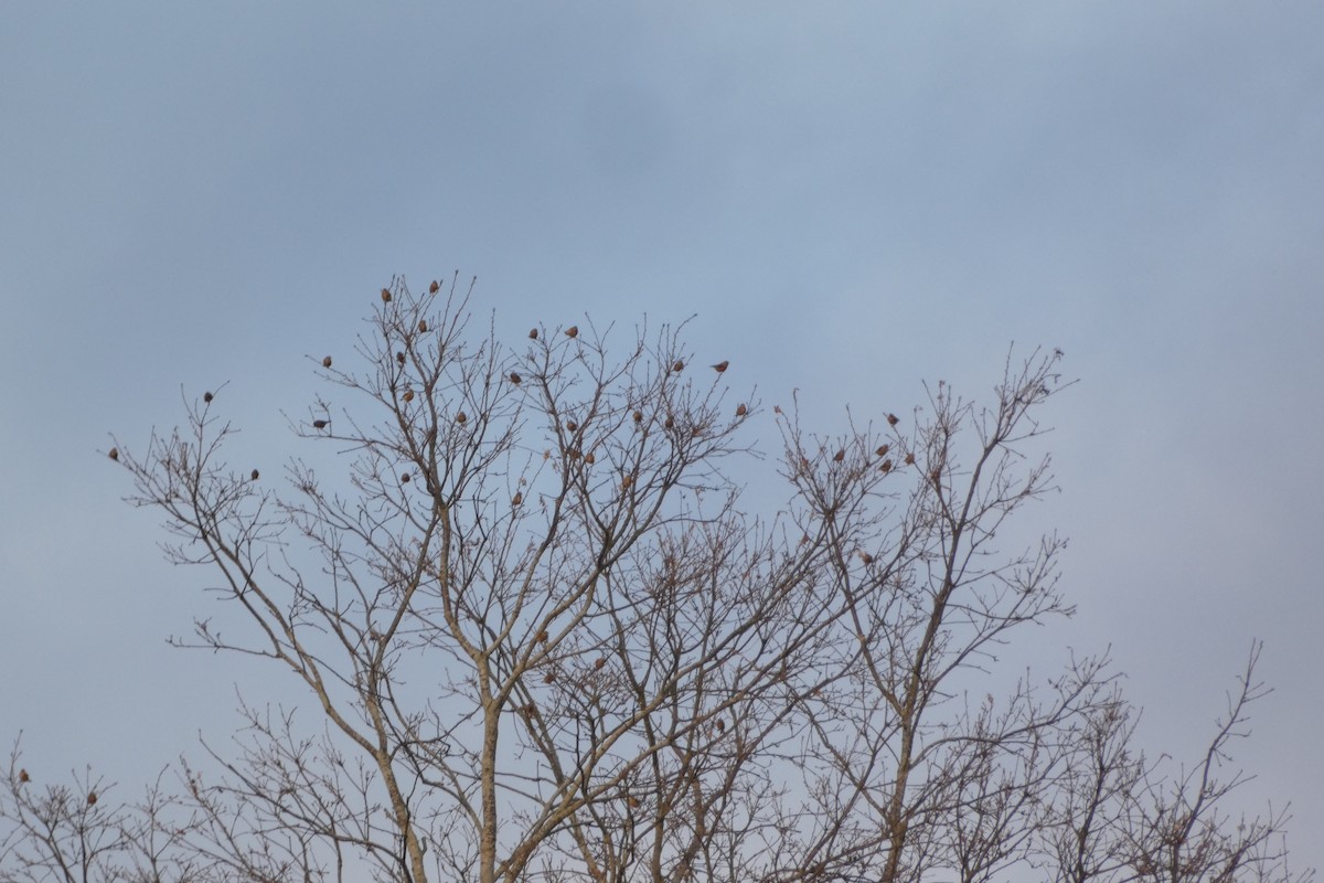 Eurasian Linnet - ML646976155