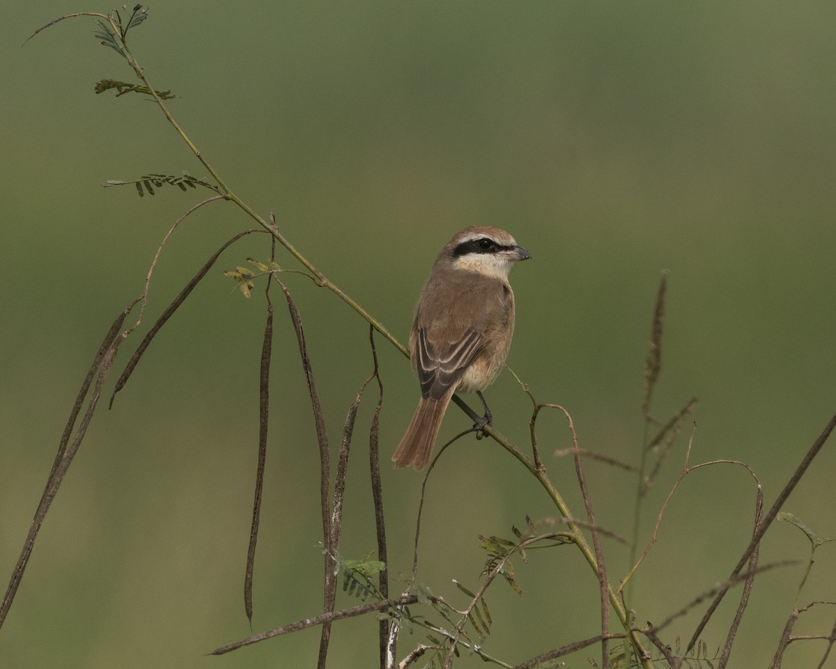 Alcaudón Pardo - ML646976156