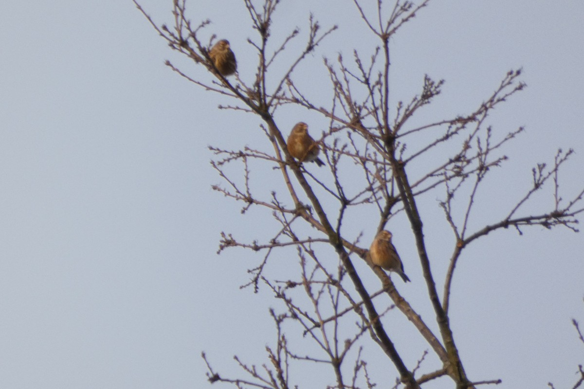 Pardillo Común - ML646976158