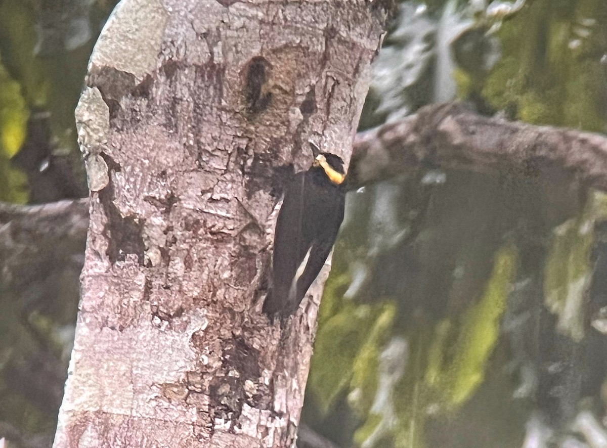 Yellow-tufted Woodpecker - ML646976159