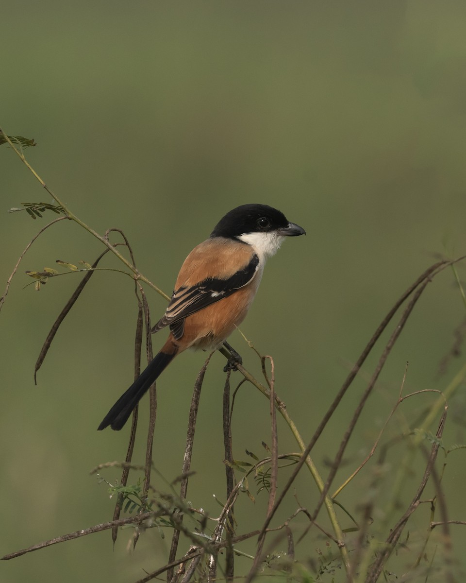Long-tailed Shrike - ML646976160