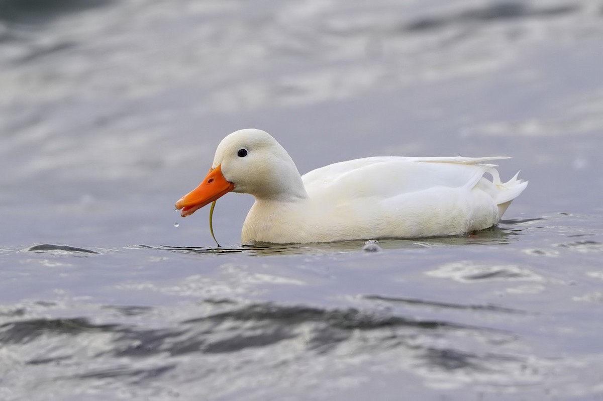 Ánade Azulón (variedad doméstica) - ML646976161