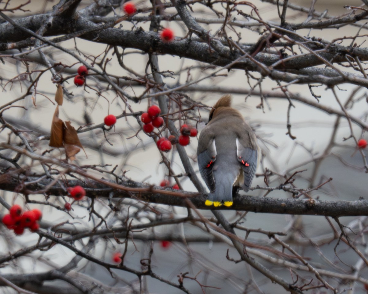 Ampelis Americano - ML646976162