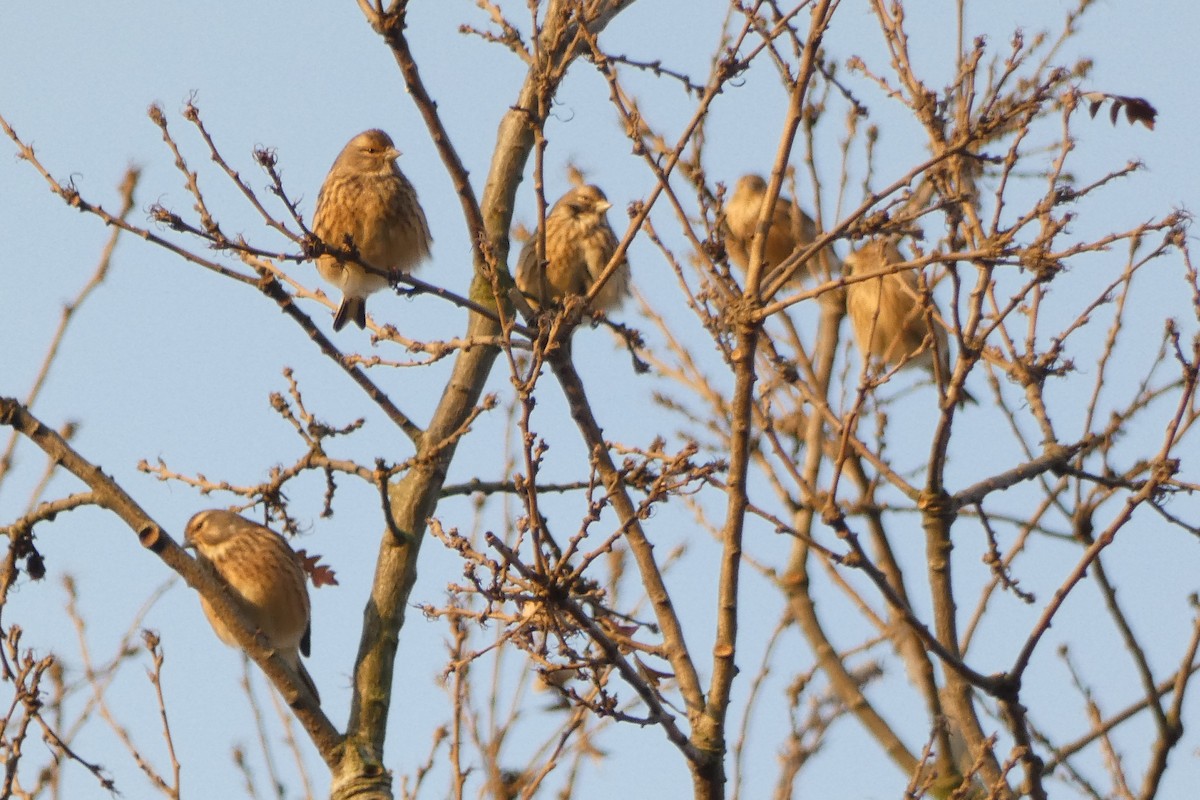 Pardillo Común - ML646976163