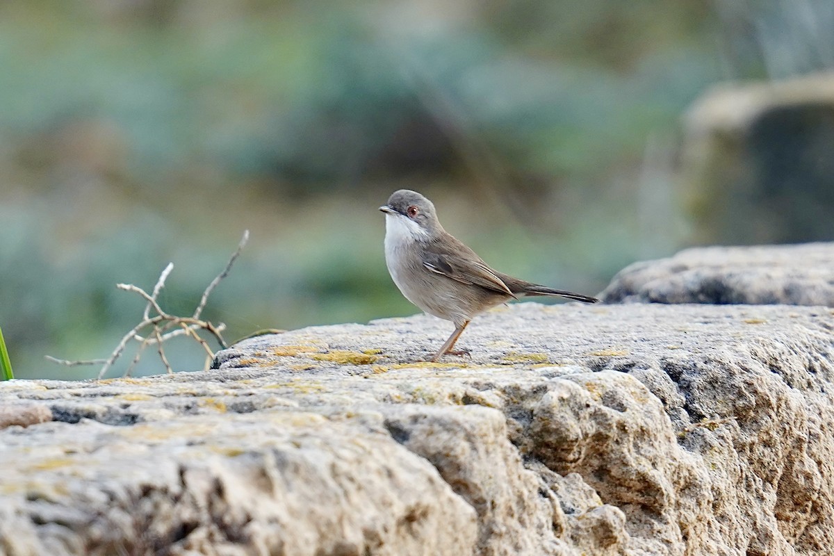 Curruca Cabecinegra - ML646976167