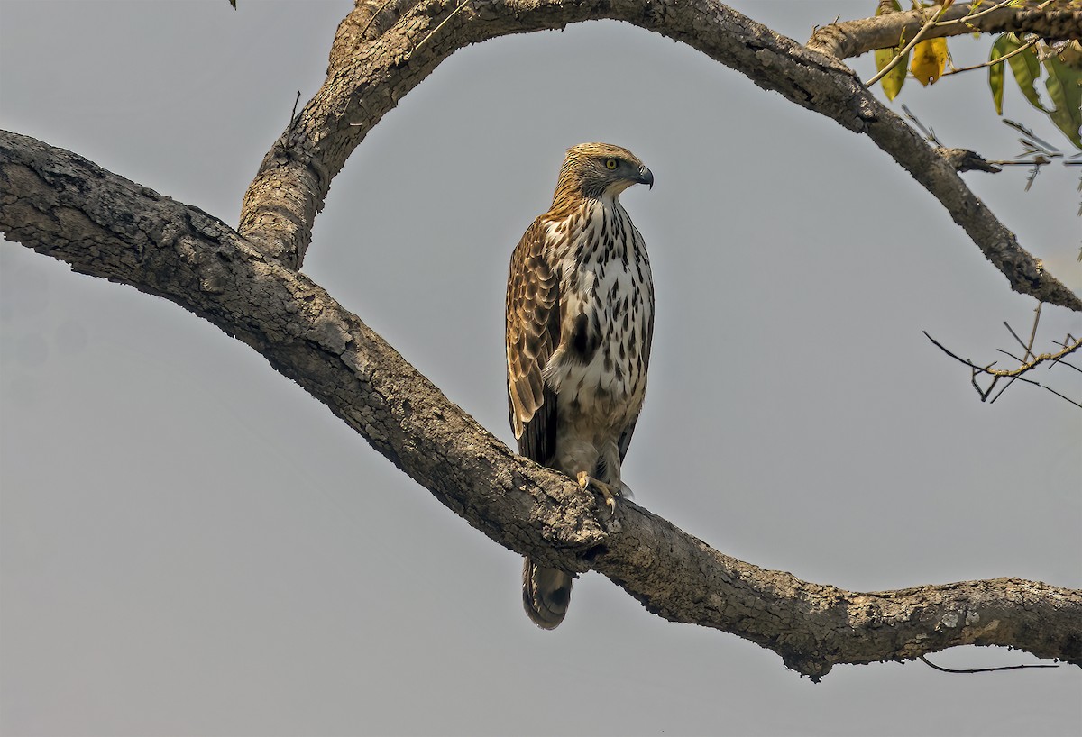 Águila Variable - ML646976172