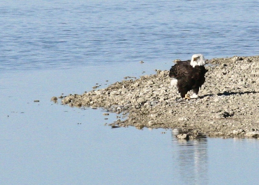 Bald Eagle - ML646976173