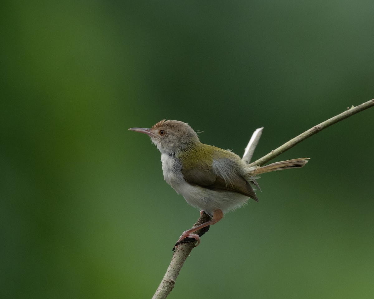 Common Tailorbird - ML646976174