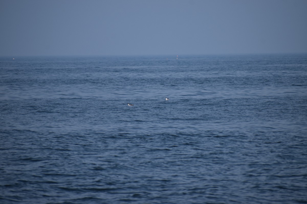 Great Shearwater - ML646976175