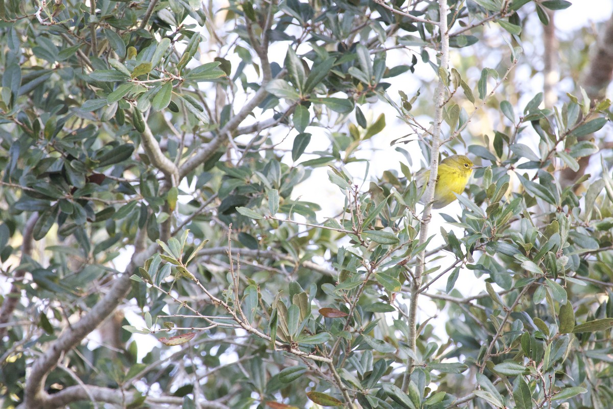 Prairie Warbler - ML646976176