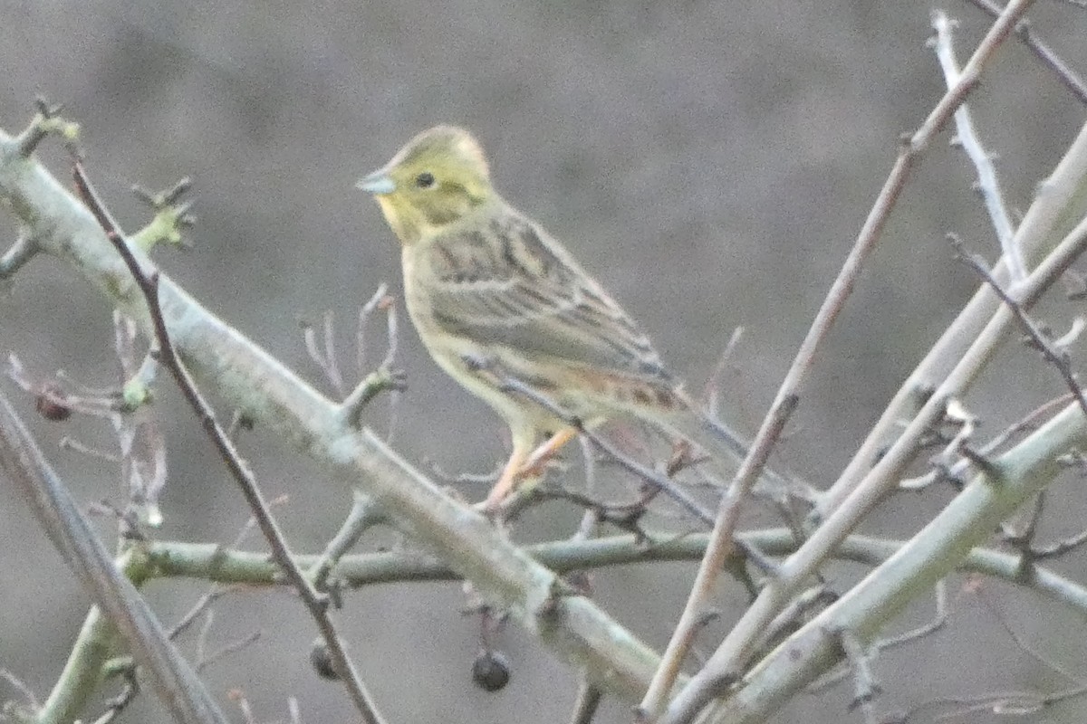 Yellowhammer - ML646976178