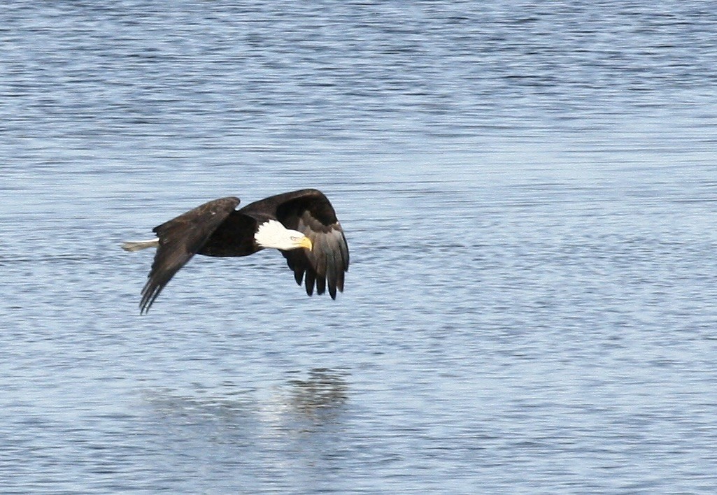 Bald Eagle - ML646976179