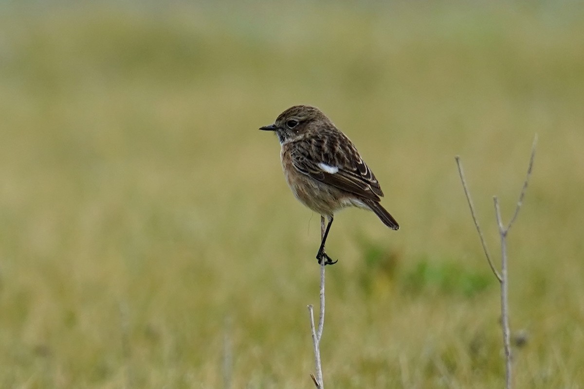 European Stonechat - ML646976182