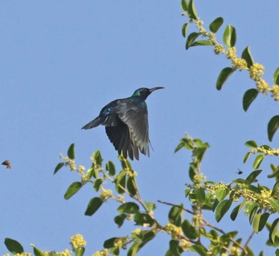 Arabian Sunbird - ML646976185