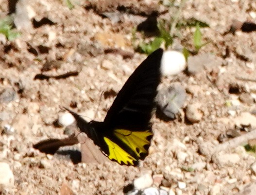 Insects - ML646976186