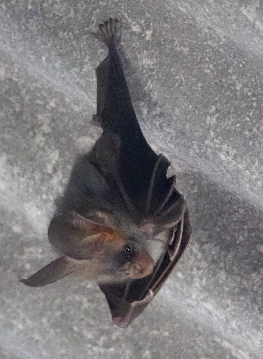 Animals - ML646976187