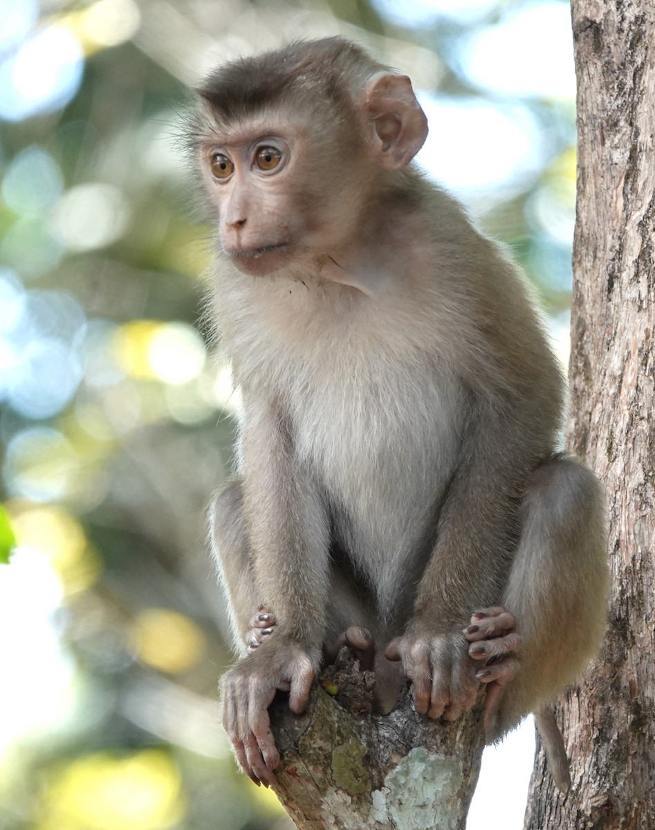 Animals - ML646976188