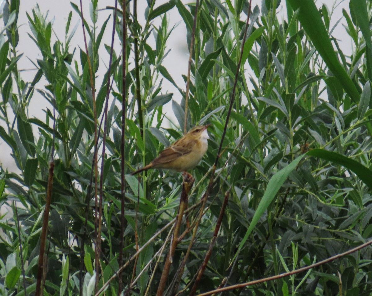 Pallas's Grasshopper Warbler - ML646976189