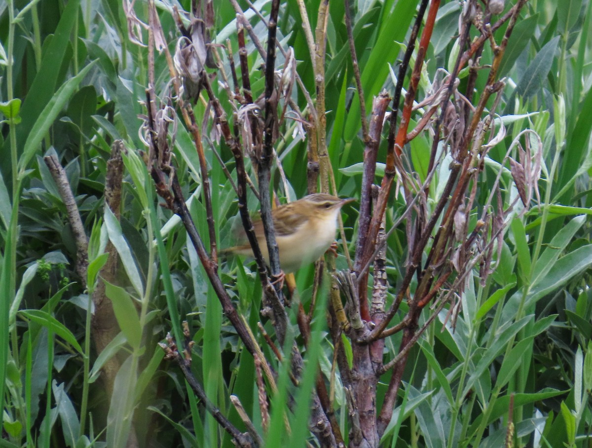 Pallas's Grasshopper Warbler - ML646976190