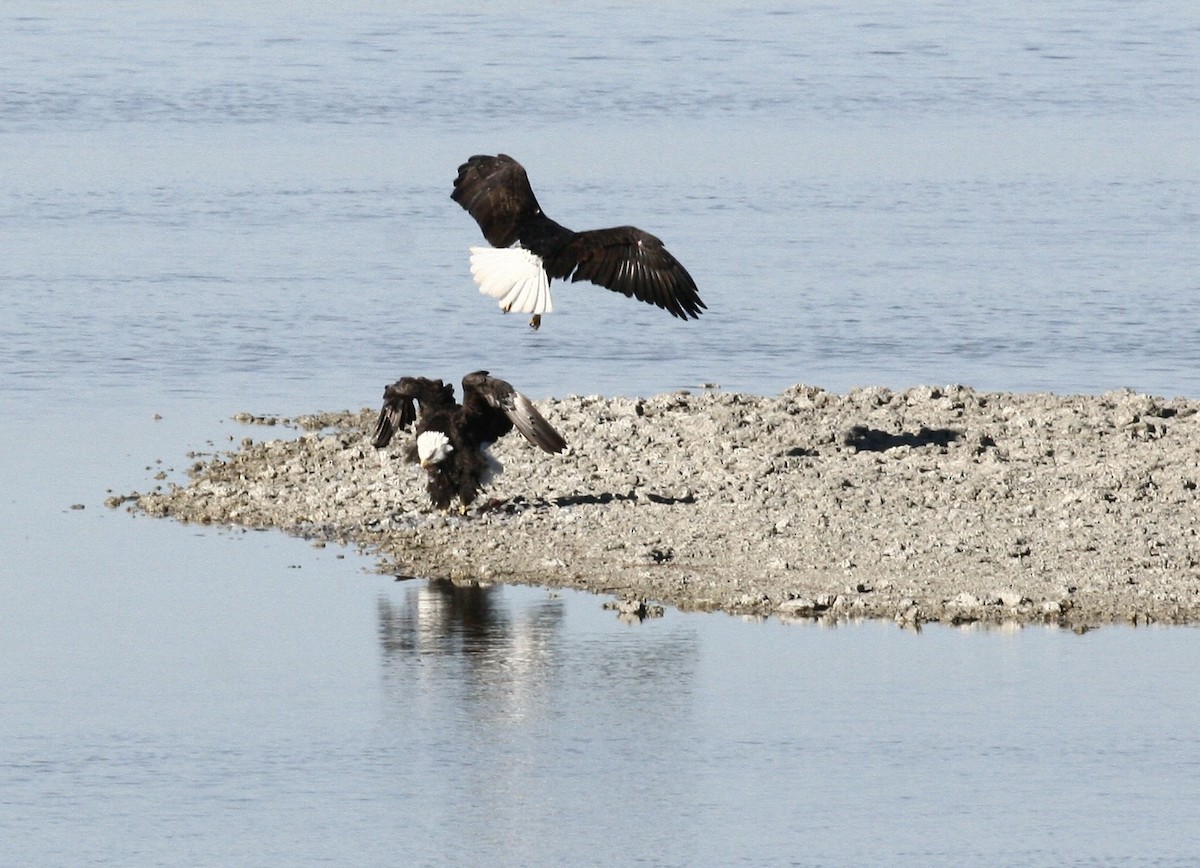 Bald Eagle - ML646976191
