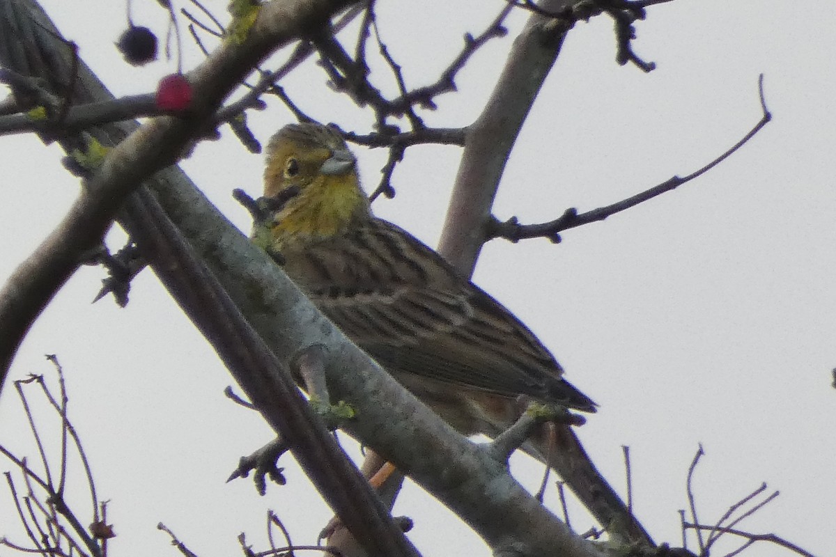 Yellowhammer - ML646976193