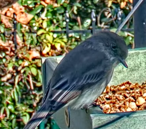 Eastern Phoebe - ML646976194