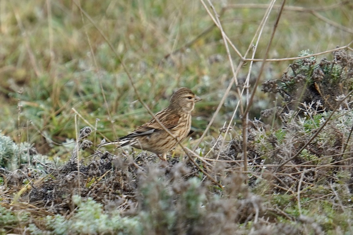 Eurasian Linnet - ML646976195