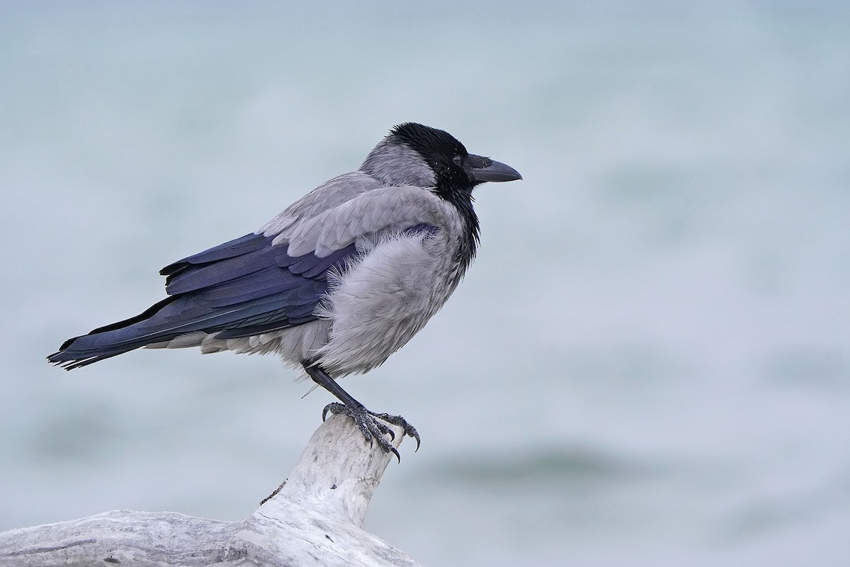 Hooded Crow - ML646976196
