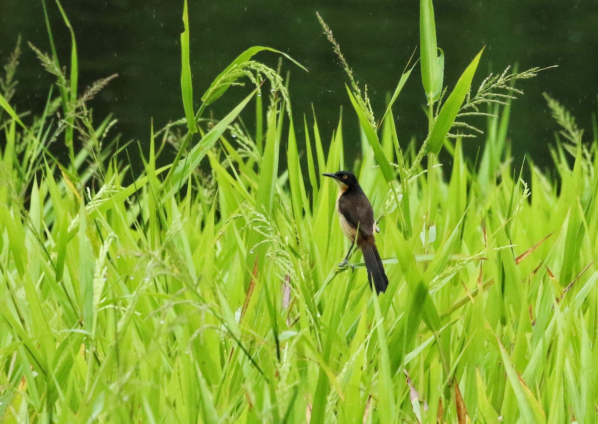 Black-capped Donacobius - ML646976197