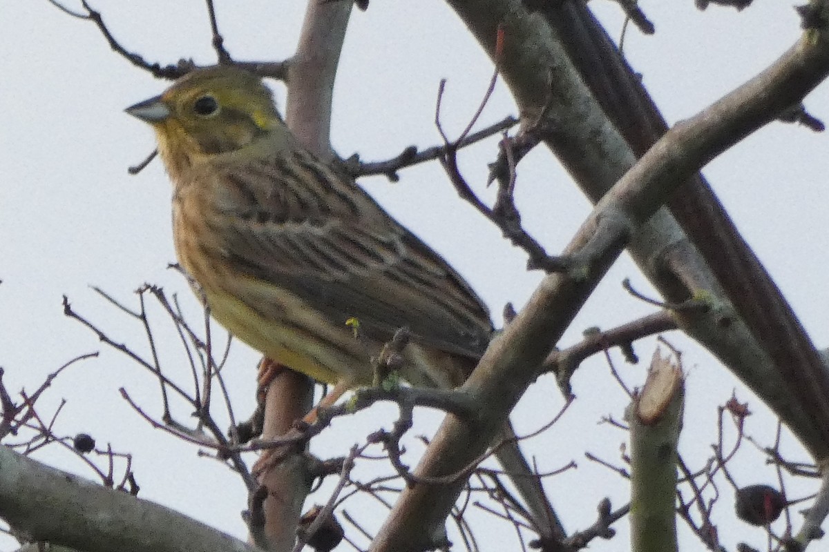 Yellowhammer - ML646976198