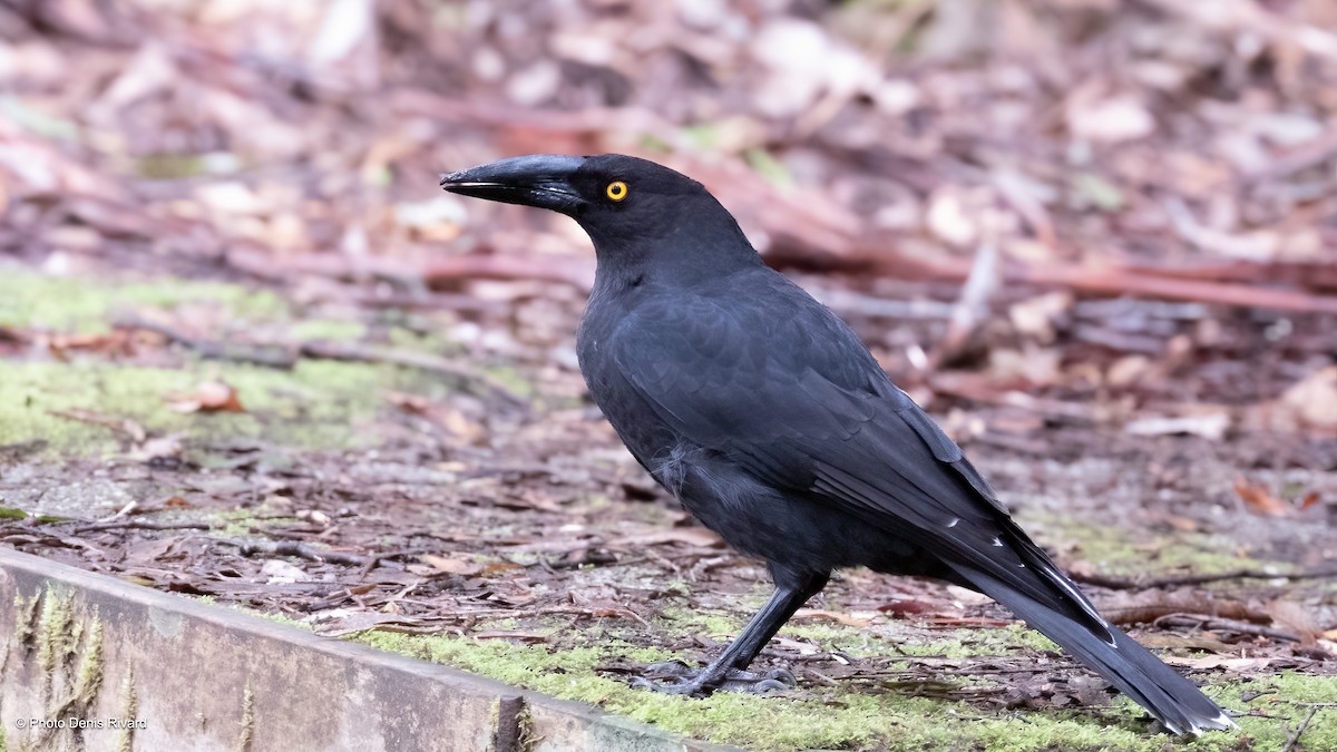 Black Currawong - ML646976210