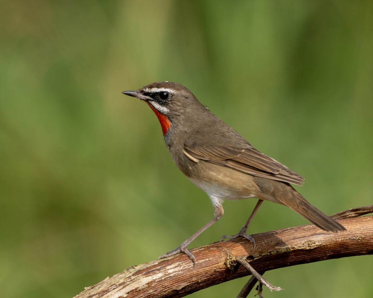 Rossignol calliope - ML646976211