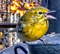 lesňáček borovicový - ML646976212